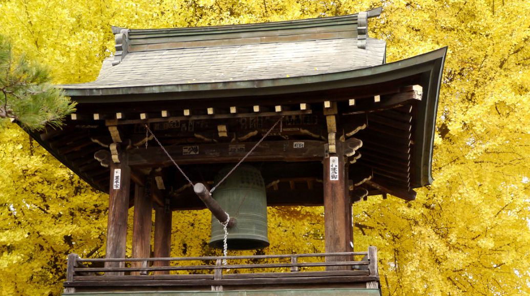 国の天然記念物で樹齢1200年を超える大銀杏。黄一色に衣替えした姿は壮麗で感動的です。